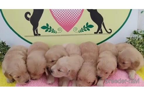 成約済の栃木県のゴールデンレトリーバー-232355の3枚目